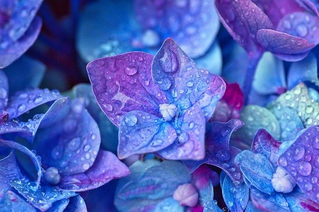 綺麗な青紫